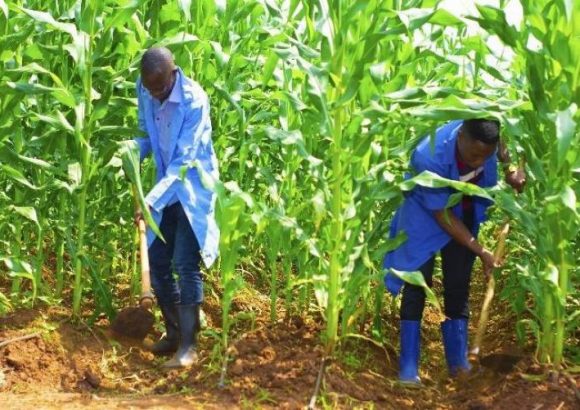 Diploma-in-Crop-Production Diploma in Crop Production and Management