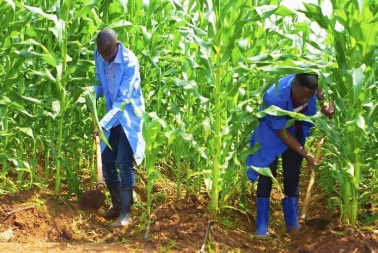 Diploma-in-Crop-Production Diploma in Crop Production and Management